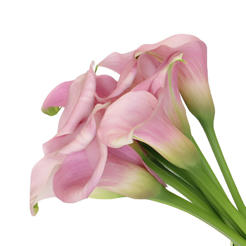 Blushing Bride Mini Calla Lilies