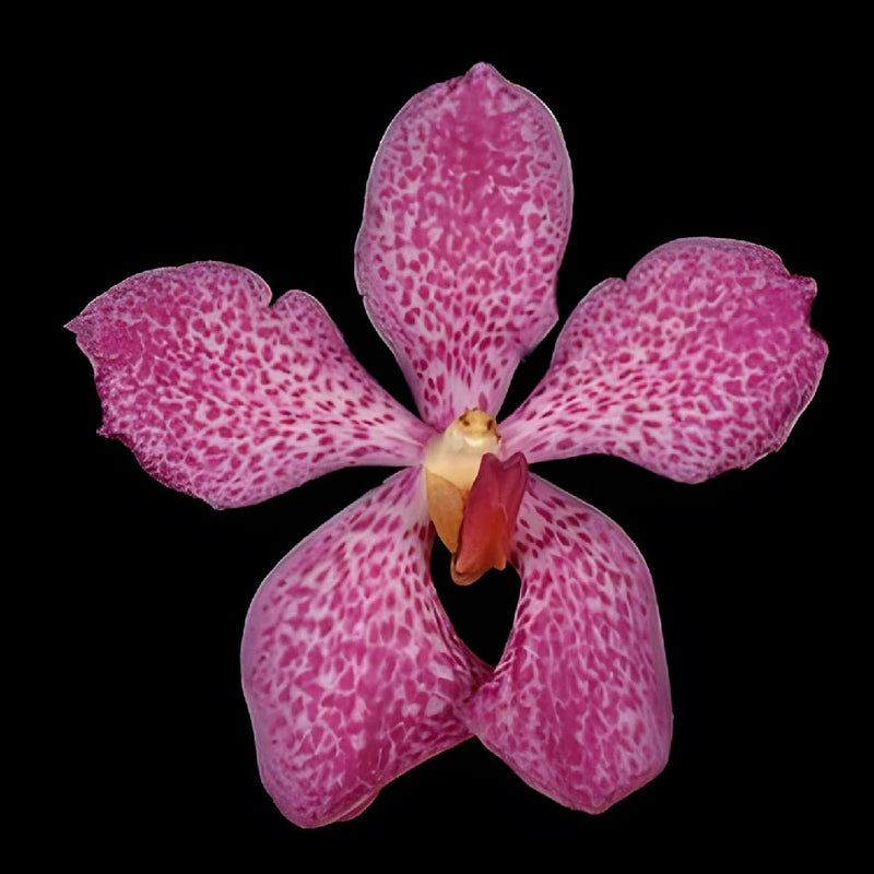 Jaguar Pink Mokara Orchids