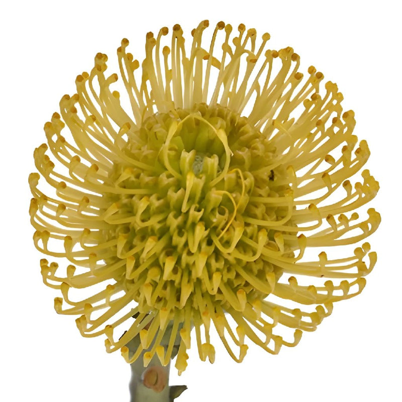 Lemon Twist Pin Cushion Flower