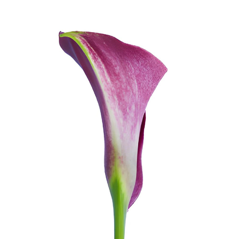 Deep Purple Wine Bulk Mini Calla Lilies