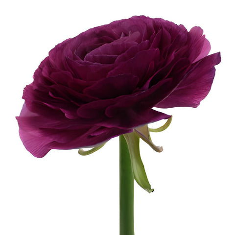 Ranunculus Purpleberry Italian Cloony Flower Stem