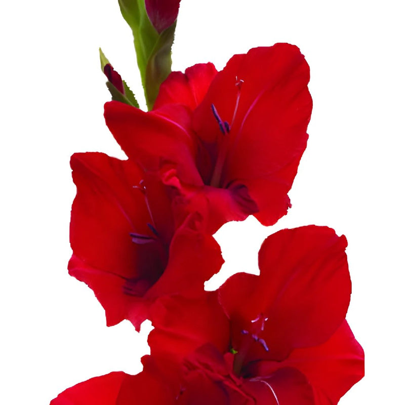Gladiolus Red Flower