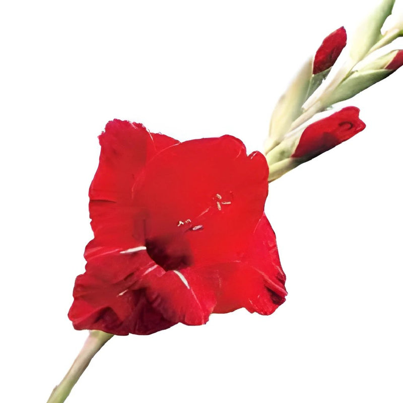 Gladiolus Red Flower