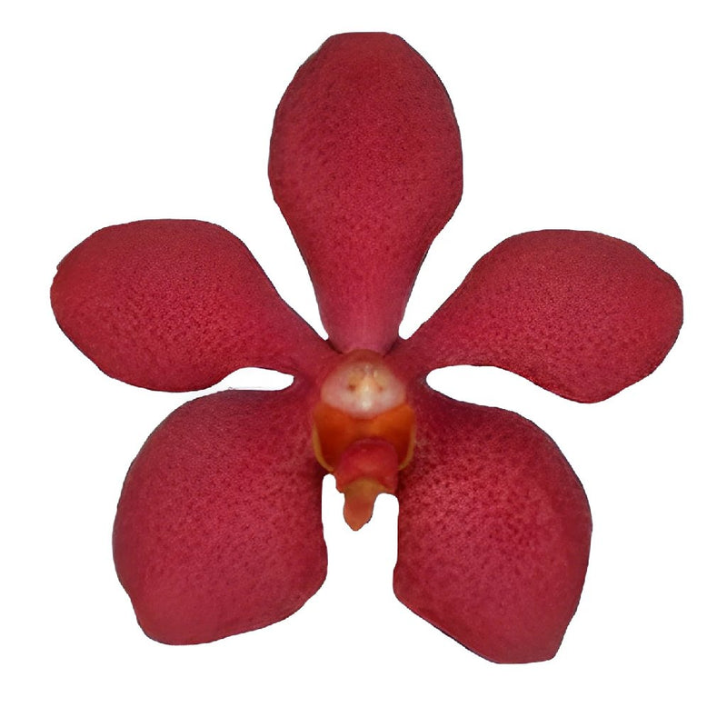 Red Mokara Orchids Flower