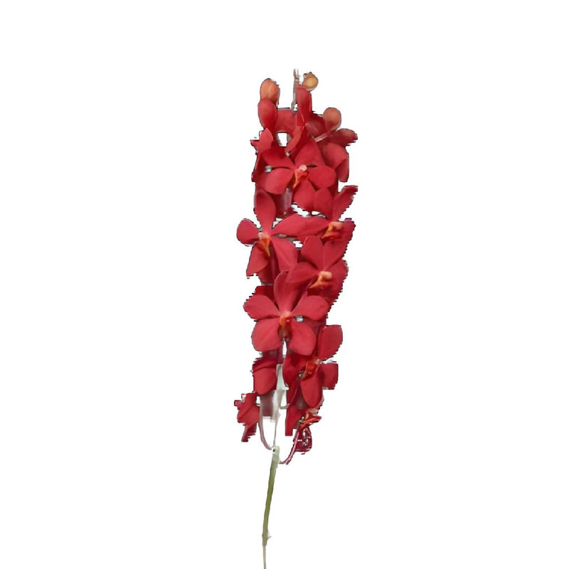 Red Mokara Orchids Flower