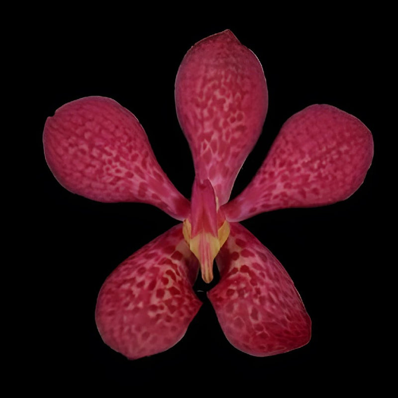 Robin Mokara Orchids Red Flower