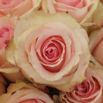 Antique Creamy Pink Girlfriend Rose