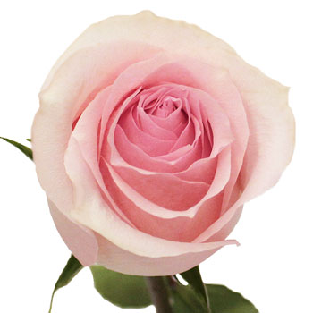 Antique Creamy Pink Girlfriend Rose