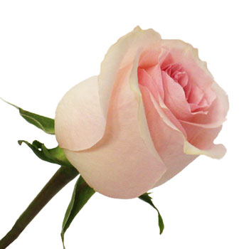Antique Creamy Pink Girlfriend Rose