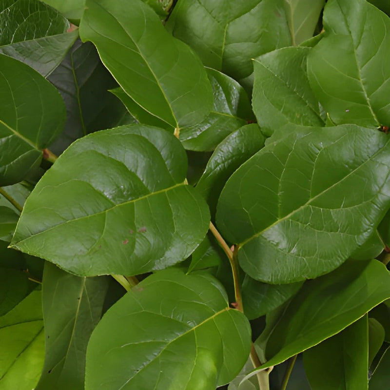 Wedding greenery salal lemon leaf