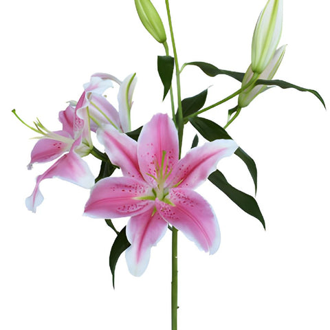 Dazzling Pink Oriental Lily
