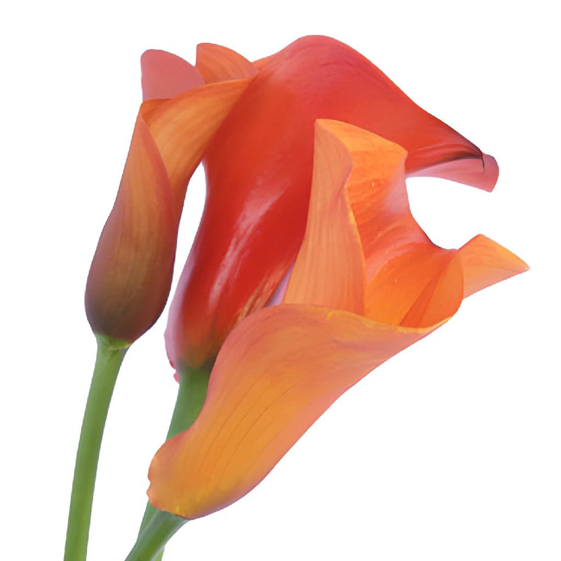 Mango Mini Calla Lily Bulk Flower