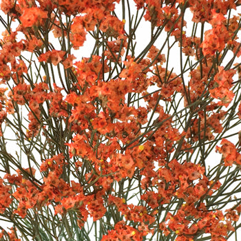 Orange Airbrushed Limonium Filler Flowers