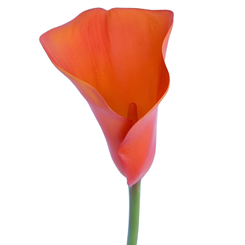 Mango Mini Calla Lily Bulk Flower