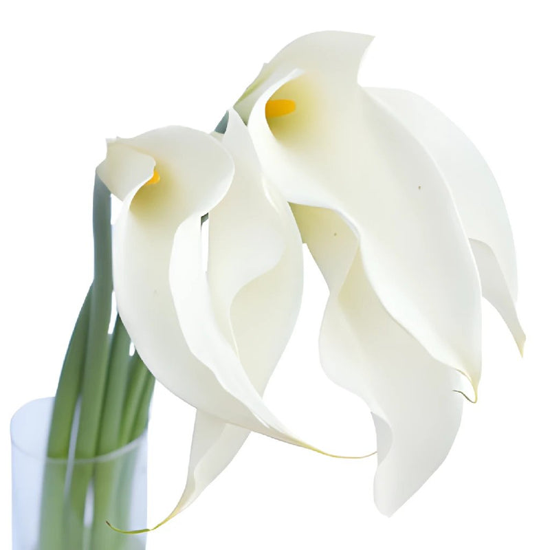 White Mini Calla Lily Flower Medium