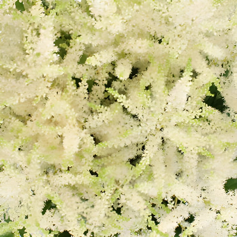White Astilbe Flower May to October