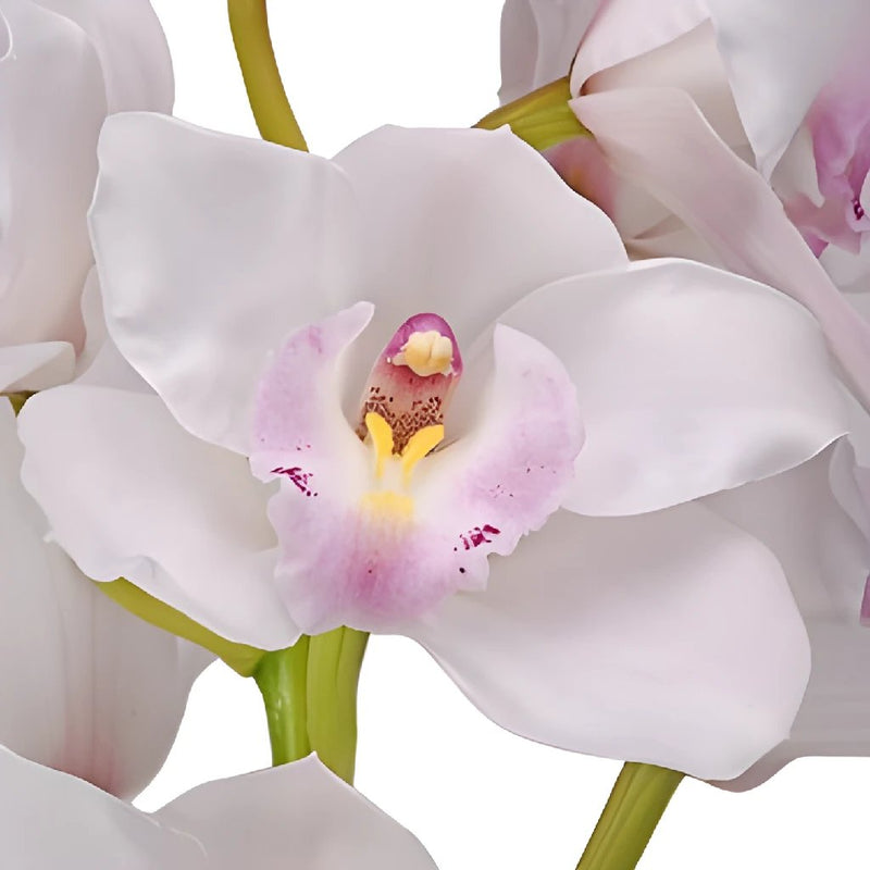 Cymbidium Orchids White and Pink Overnight