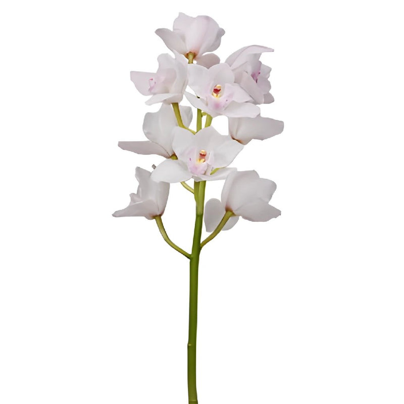 Cymbidium Orchids White and Pink Overnight