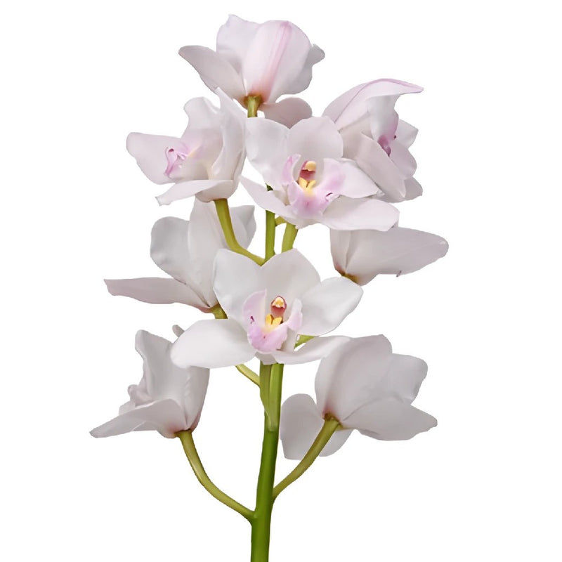 Cymbidium Orchids White and Pink Overnight