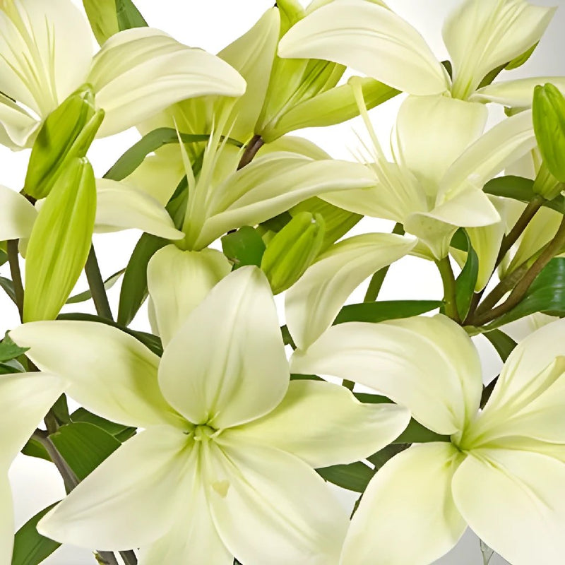White Hybrid Lily Richmond Close up