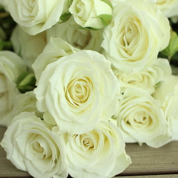 White Spray Rose Viviane Close up