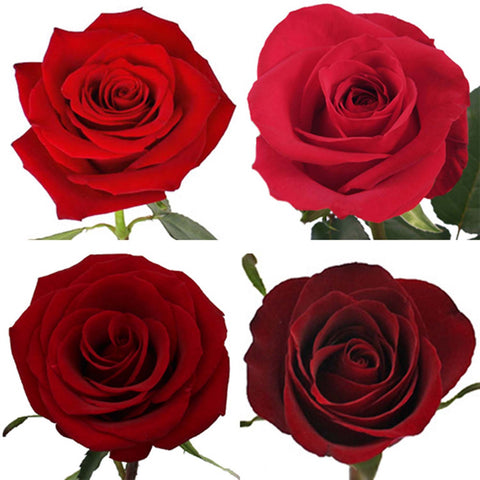 4 red rose blooms
