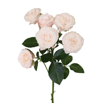 Wispy Pink Bulk Spray Rose