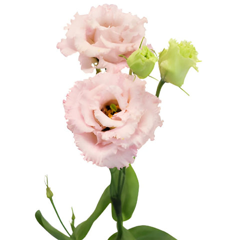 Light Pink Lisianthus Frill Flower