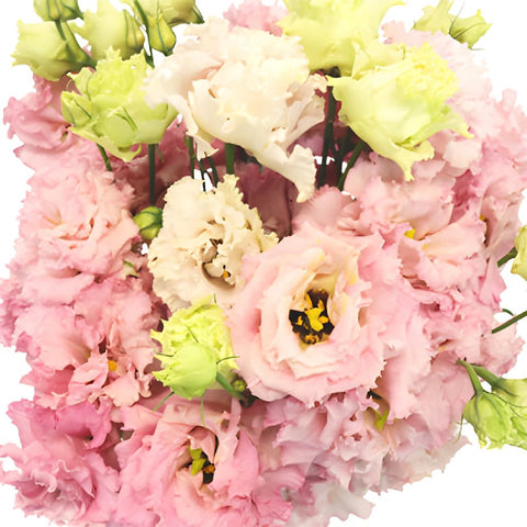 Light Pink Lisianthus Frill Flower