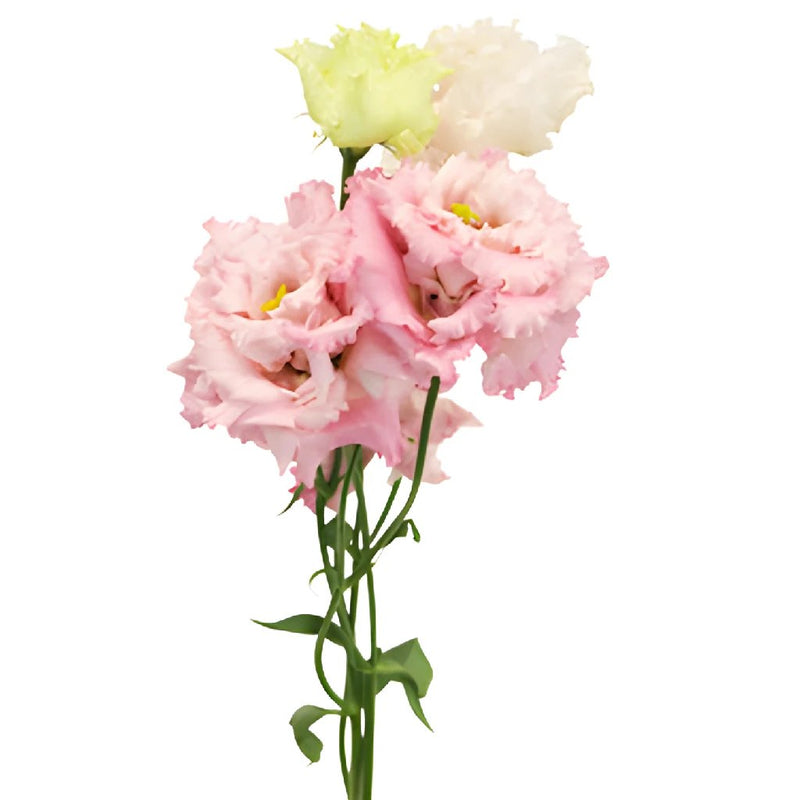 Light Pink Lisianthus Frill Flower
