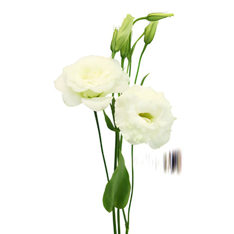 Alissa White Lisianthus Wholesale Flower Stem