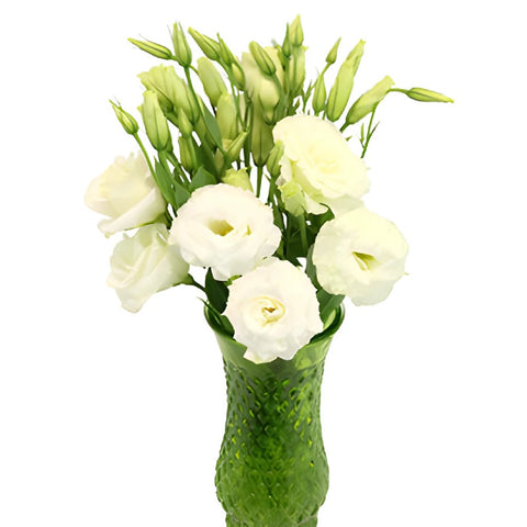 Alissa White Lisianthus Wholesale Flower In a vase