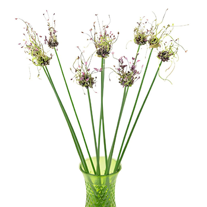 Modern Violet Allium Flowers