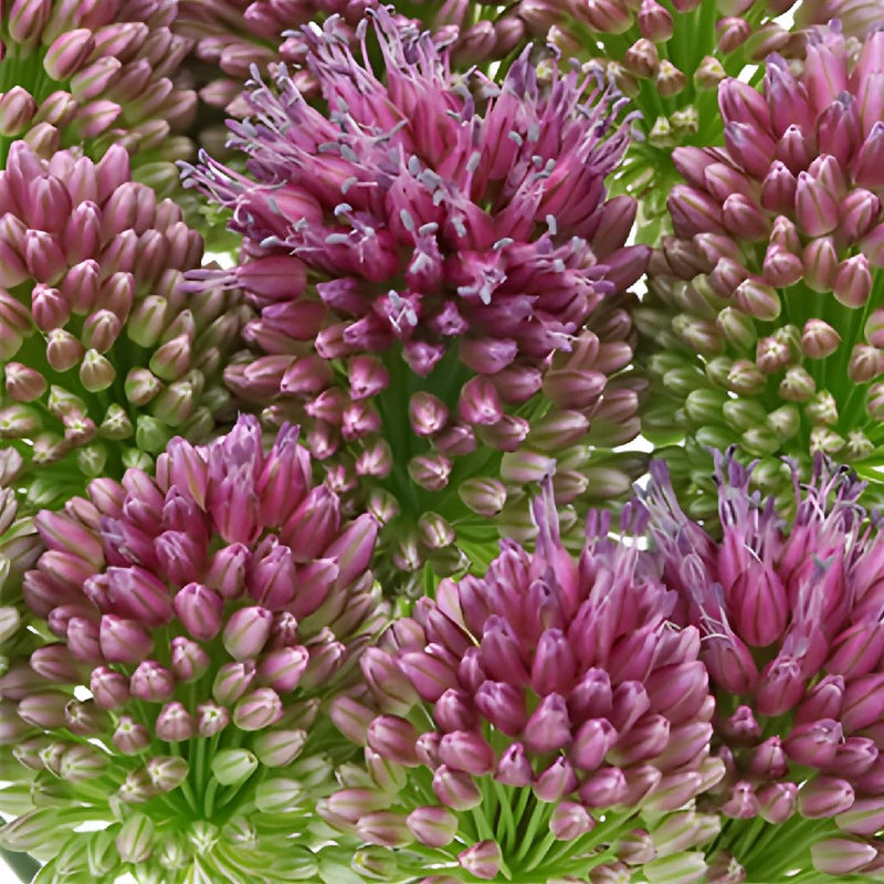 Allium Unique Flower Bloom