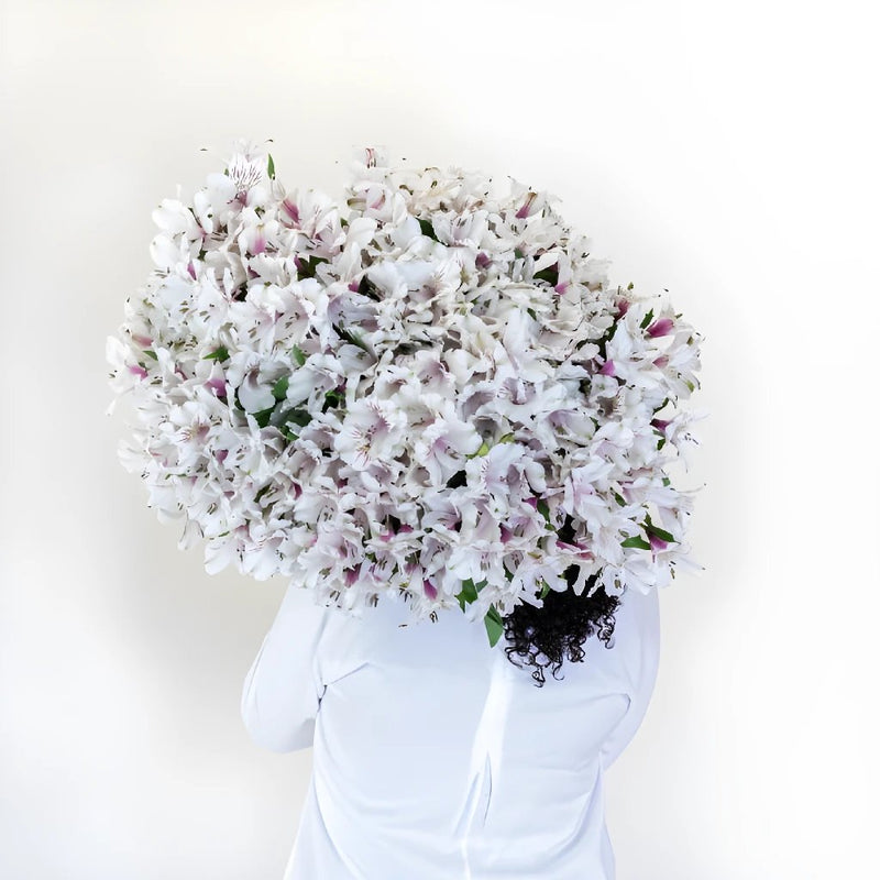 Spiral Alstroemeria White Back