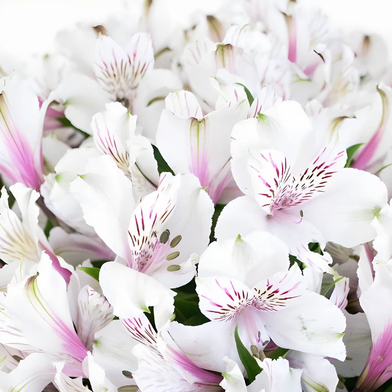 Spiral Alstroemeria White Up Close
