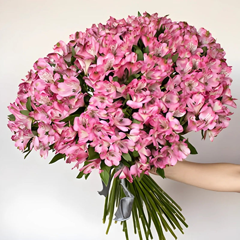 Spiral Alstroemeria Pink in a Hand