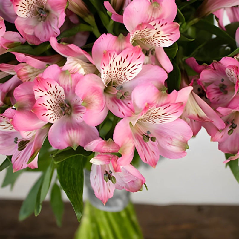 Spiral Alstroemeria Pink Up Close