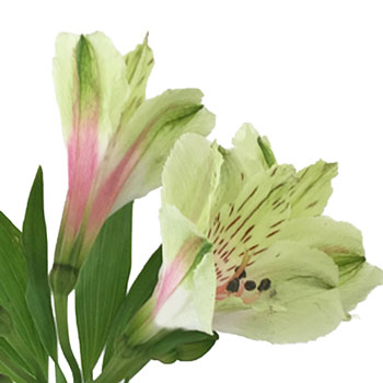 Antique Blush Alstroemeria Flower Stem View