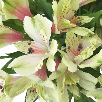 Antique Blush Alstroemeria Flower Up Close