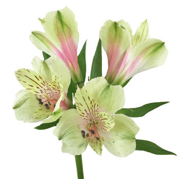 Antique Blush Alstroemeria Flower FlatLay