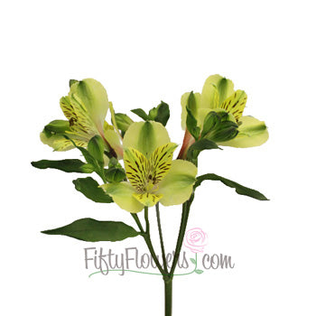 Apple Yellow alstroemeria Wholesale Flower Stem