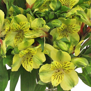 Apple Yellow alstroemeria Wholesale Flower Upclose