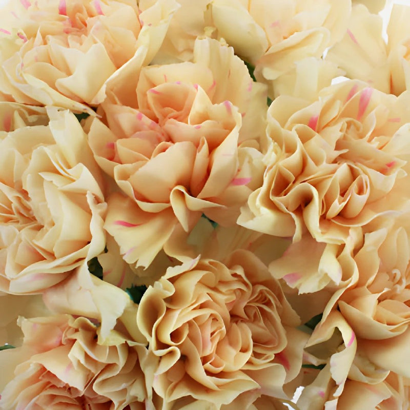 Apricot Peach Wholesale Carnations Up close