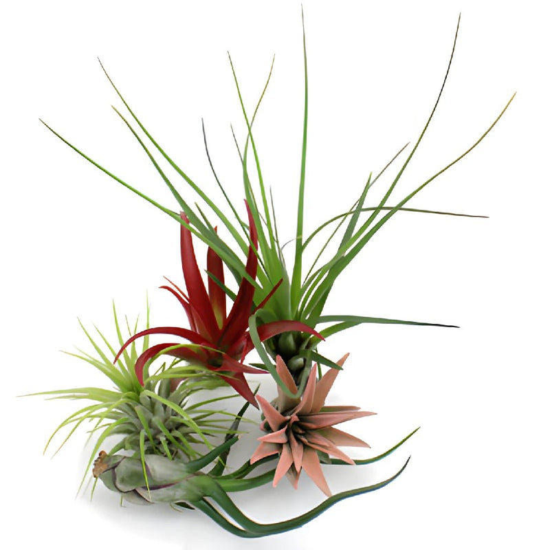 Bulk Assorted Air Plants for DIY Arranging