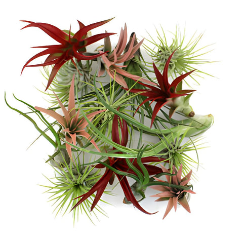 Bulk Assorted Air Plants for DIY Arranging
