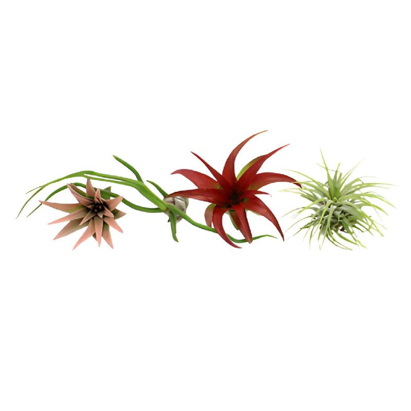 Bulk Assorted Air Plants for DIY Arranging