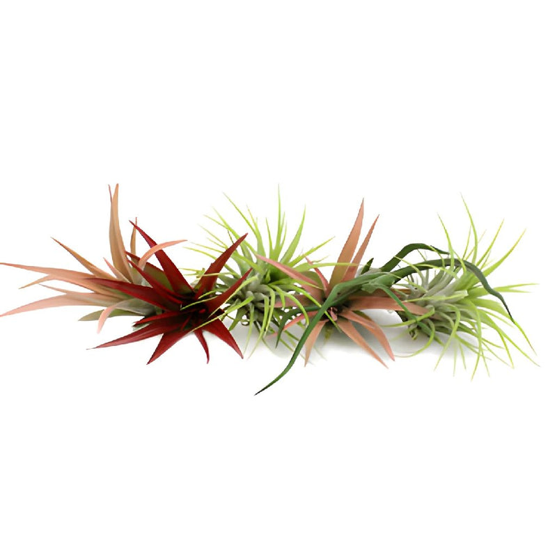 Bulk Assorted Air Plants for DIY Arranging