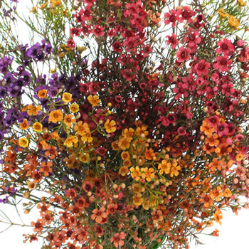 Enhanced Mixed Rainbow Wax Flowers May 16th to November 30th Delivery