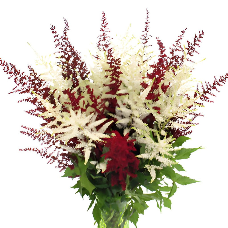 Red and White Festive Astilbe Flower November to April